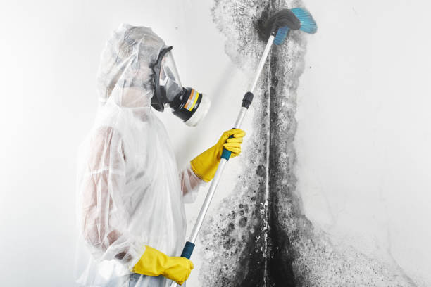 Best Mold Odor Removal Services  in Goshen, KY
