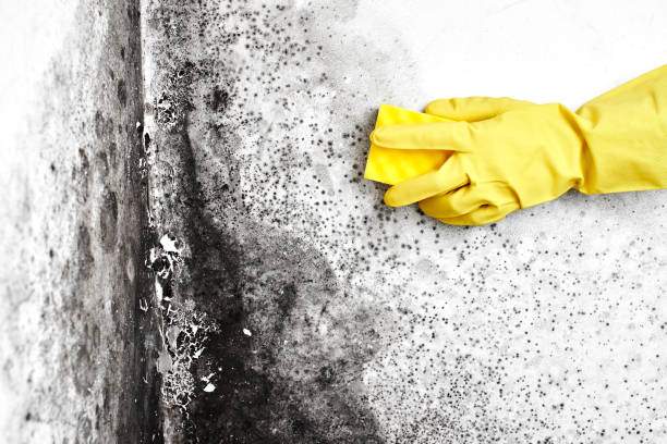 Best Basement Mold Removal  in Goshen, KY
